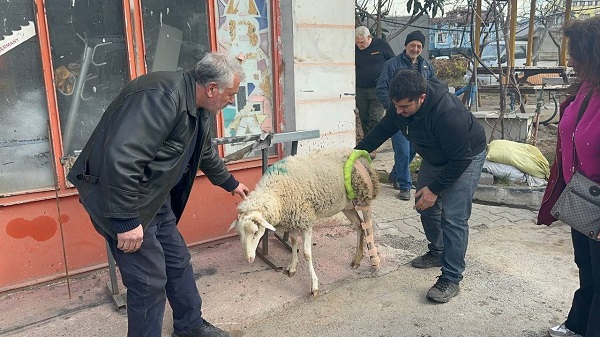 Foto - Demir ustası protezci oldu! Bacağı kırılan koyun için seferber oldular