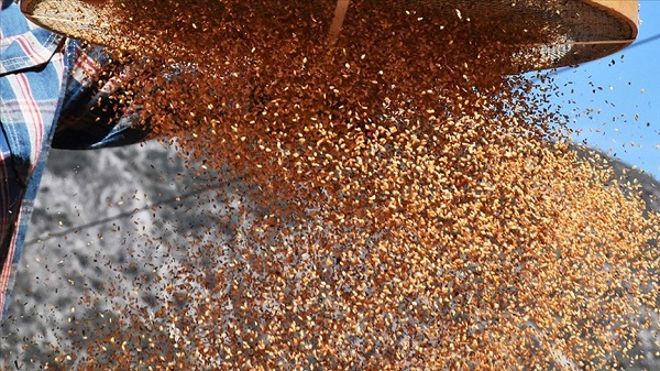 Demir ve Omega 3 kaynağı! Yalnızca bir kaşığı yetiyor