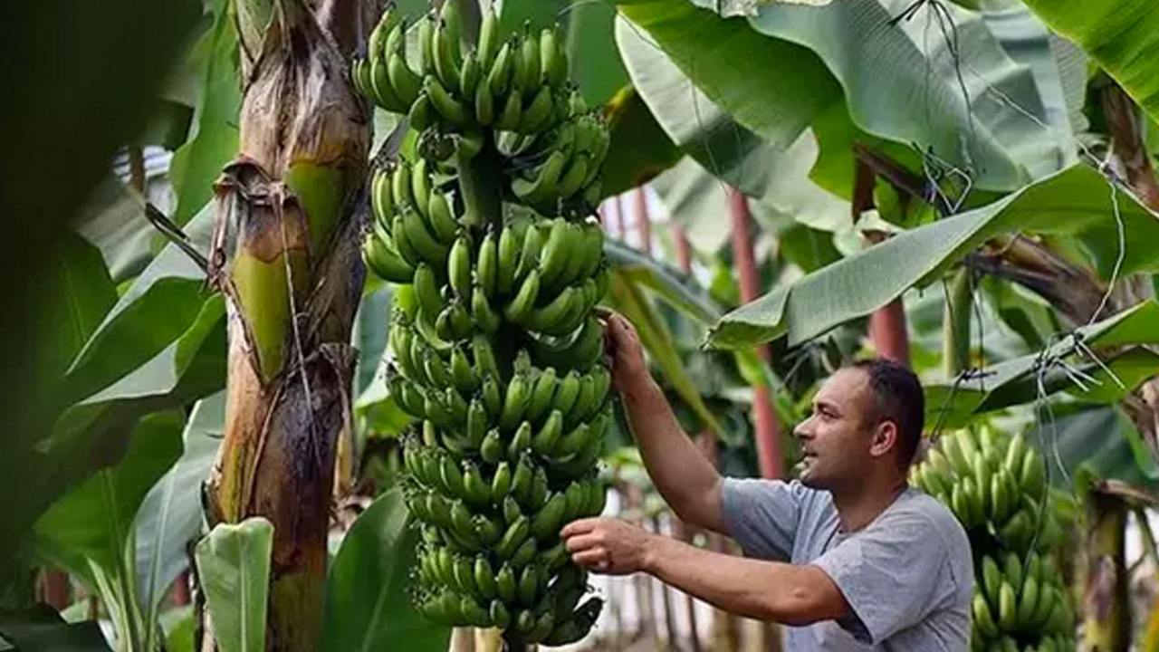Foto - Demir zengini, magnezyum eksikliğini önlüyor! Günde 1 tane yiyen 100 yaşını görüyor
