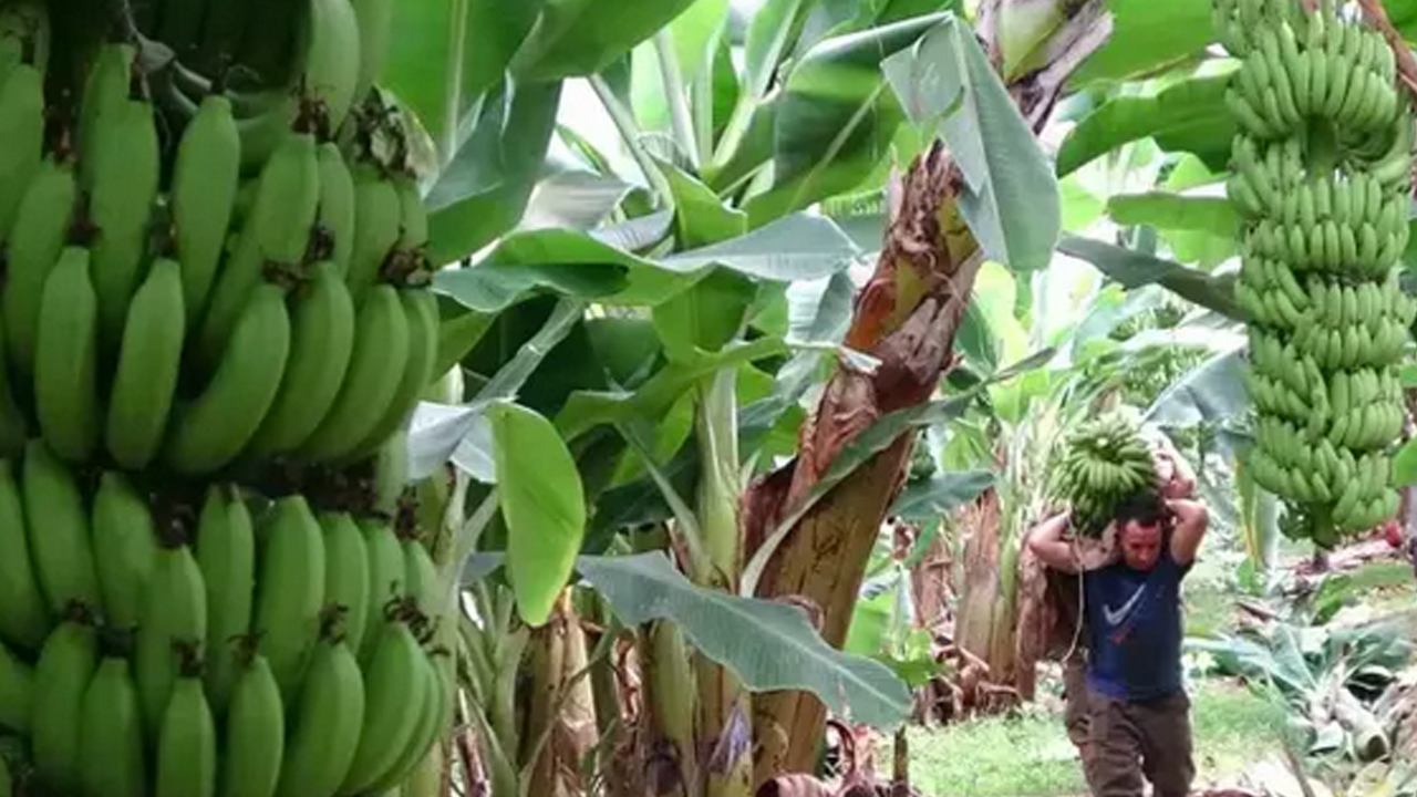 Foto - Demir zengini, magnezyum eksikliğini önlüyor! Günde 1 tane yiyen 100 yaşını görüyor