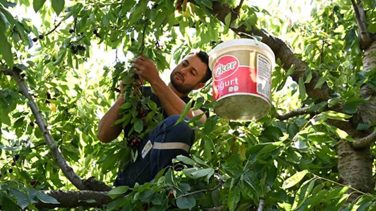 Deneme aşılamasıyla başladı: Avrupa sofralarının vazgeçilmezi oldu
