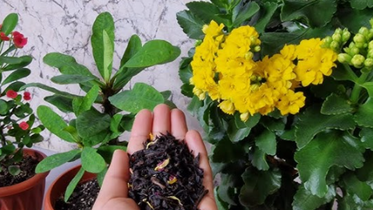 Deneyince farkını göreceksiniz! Çiçekleri canlandırmanın doğal yolu