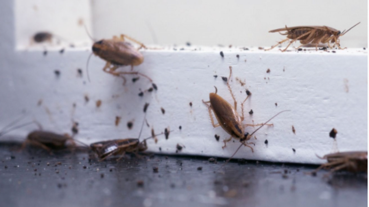 Deneyince farkını göreceksiniz! Evleri istila eden böceklerden kurtulmanın yolları