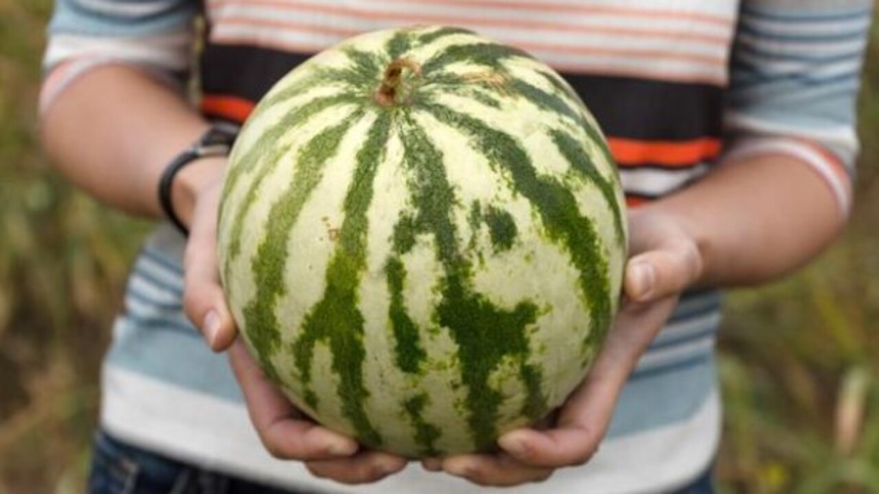 Foto - Deneyince farkını göreceksiniz! İşte lezzetli karpuz ve kavun seçmenin püf nokası