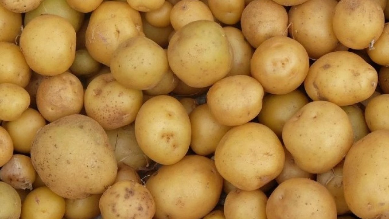 Foto - Deneyince farkını göreceksiniz! İşte patateslerin aylarca filizlenmeden kalmasının doğal yolu