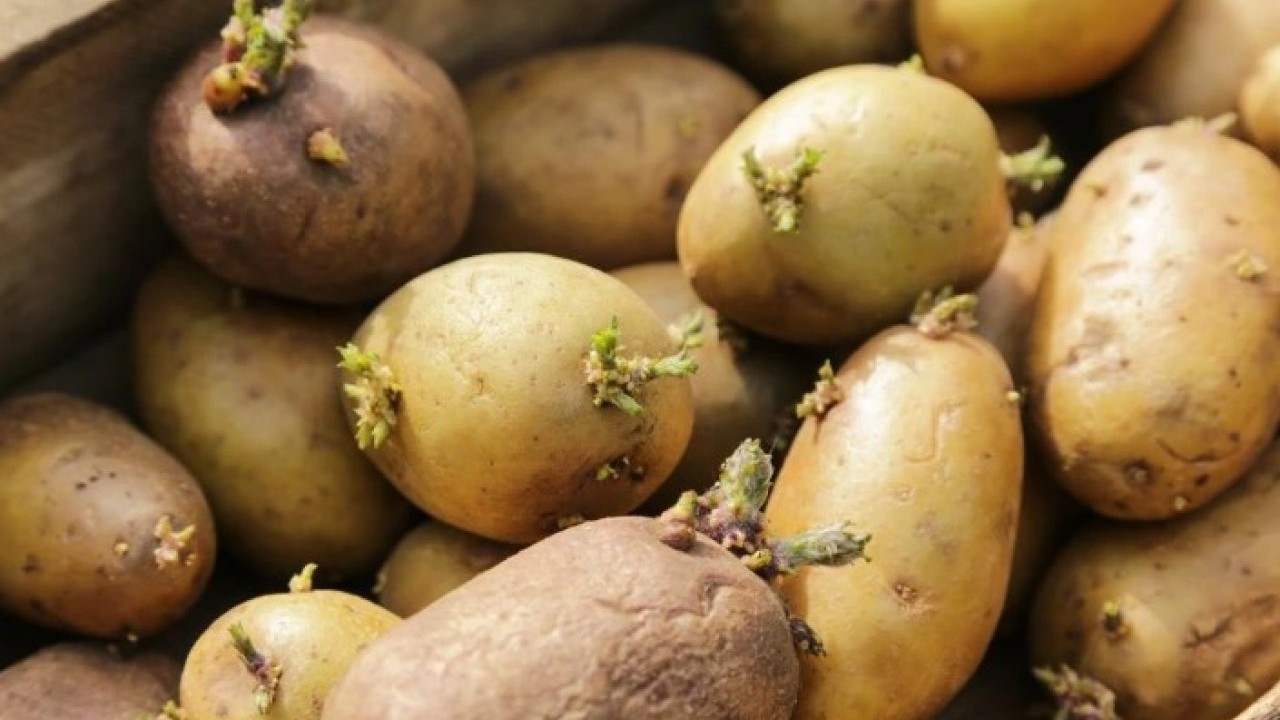 Foto - Deneyince farkını göreceksiniz! İşte patateslerin aylarca filizlenmeden kalmasının doğal yolu