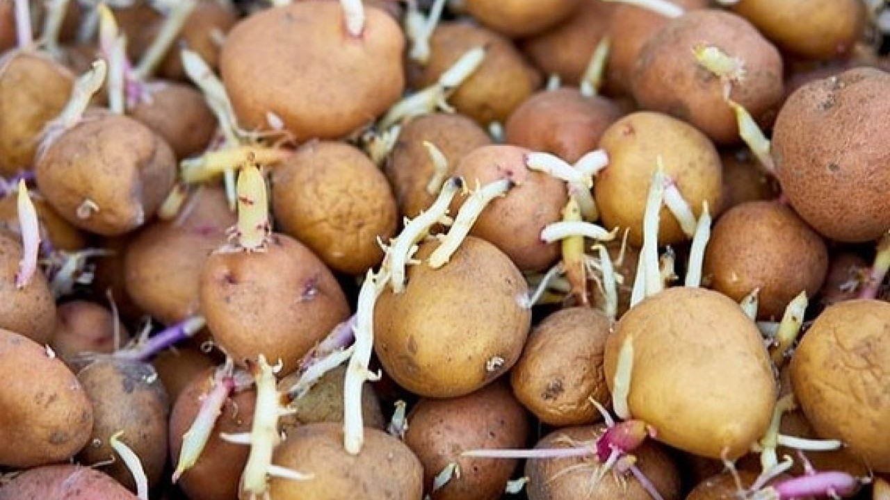 Deneyince farkını göreceksiniz! İşte patateslerin aylarca filizlenmeden kalmasının doğal yolu