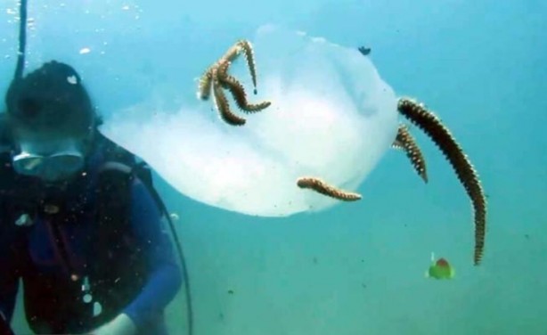 Foto - Deniz anası popülasyonu azaldı! Bakın nasıl yaptılar