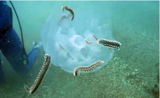 Foto - Deniz anası popülasyonu azaldı! Bakın nasıl yaptılar