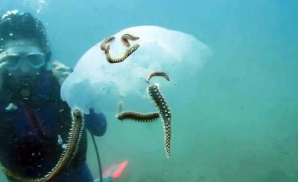 Deniz anası popülasyonu azaldı! Bakın nasıl yaptılar