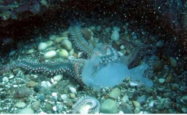 Foto - Deniz anası popülasyonu azaldı! Bakın nasıl yaptılar