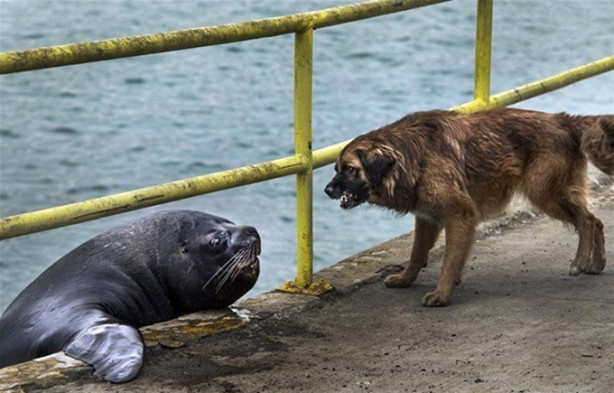 Foto - Deniz aslanı ve köpek karşı karşıya geldi!