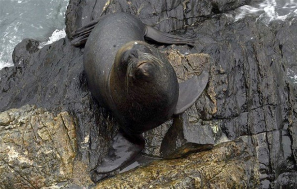 Foto - Deniz aslanı ve köpek karşı karşıya geldi!