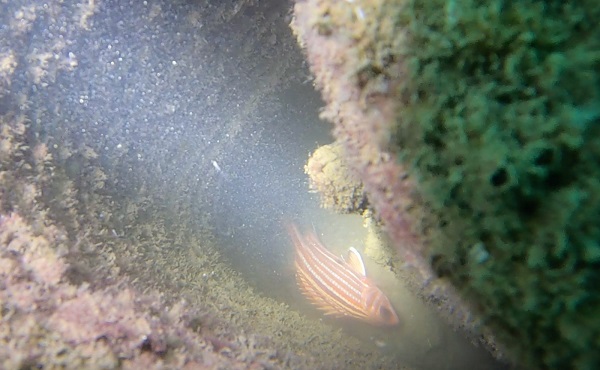 Foto - Deniz canlıları için çok önemli! Sadece bir yılda bu hale geldi