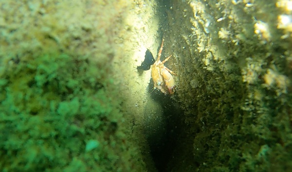 Foto - Deniz canlıları için çok önemli! Sadece bir yılda bu hale geldi