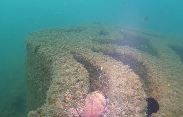 Foto - Deniz canlıları için çok önemli! Sadece bir yılda bu hale geldi