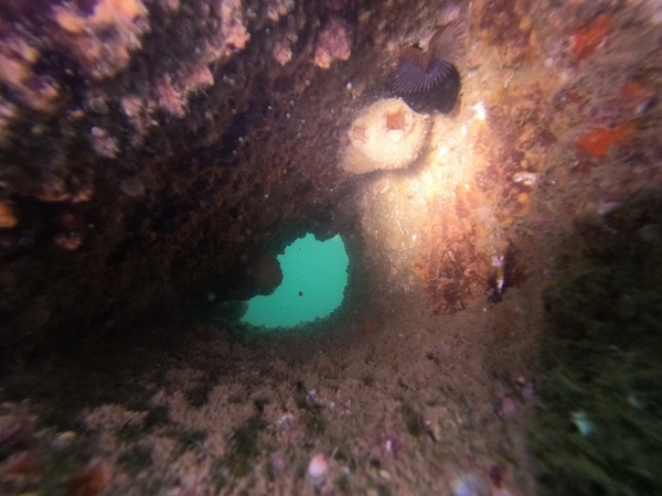 Foto - Deniz canlıları için çok önemli! Sadece bir yılda bu hale geldi