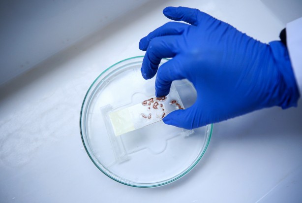 Foto - Deniz canlıları için sağlıkta devrim olacak hamle geliyor...