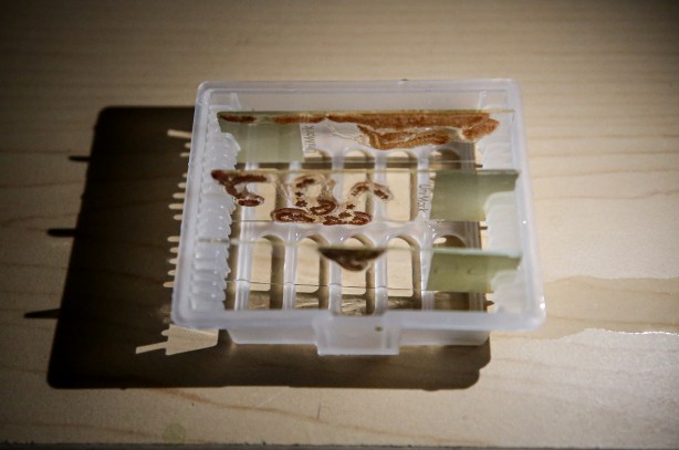 Foto - Deniz canlıları için sağlıkta devrim olacak hamle geliyor...