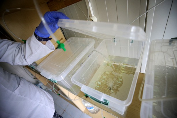 Foto - Deniz canlıları için sağlıkta devrim olacak hamle geliyor...