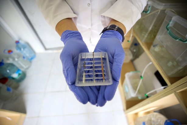 Foto - Deniz canlıları için sağlıkta devrim olacak hamle geliyor...