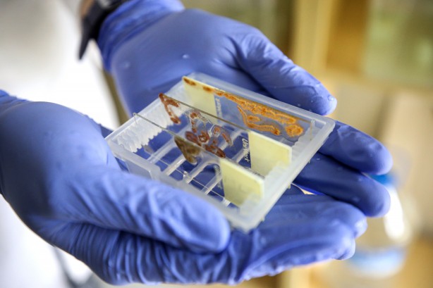 Foto - Deniz canlıları için sağlıkta devrim olacak hamle geliyor...