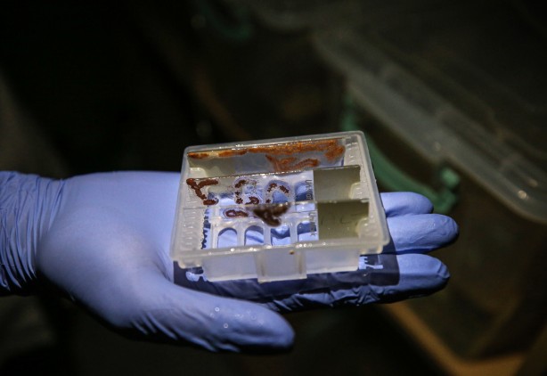 Foto - Deniz canlıları için sağlıkta devrim olacak hamle geliyor...