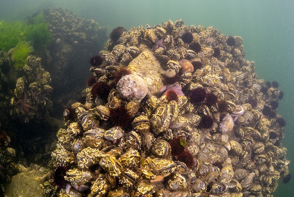 Foto - Deniz ekosisteminin en özel türü: Deniz kestaneleri