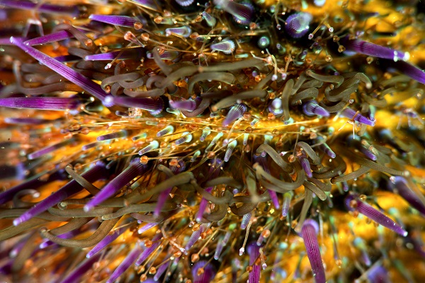 Foto - Deniz ekosisteminin en özel türü: Deniz kestaneleri