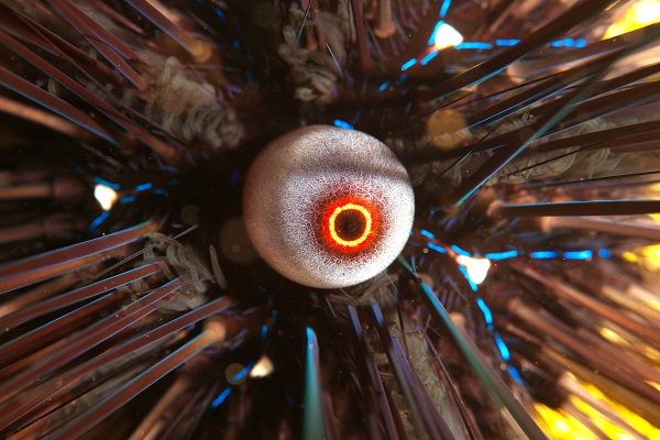 Foto - Deniz ekosisteminin en özel türü: Deniz kestaneleri