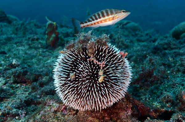 Foto - Deniz ekosisteminin en özel türü: Deniz kestaneleri