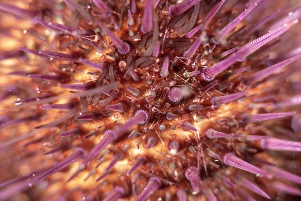 Foto - Deniz ekosisteminin en özel türü: Deniz kestaneleri