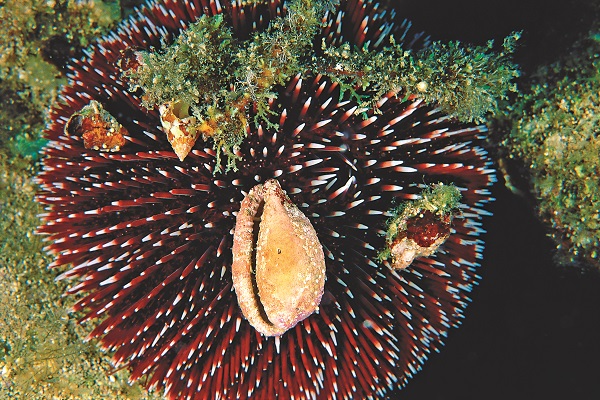 Foto - Deniz ekosisteminin en özel türü: Deniz kestaneleri