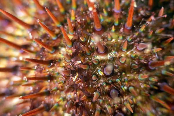 Foto - Deniz ekosisteminin en özel türü: Deniz kestaneleri