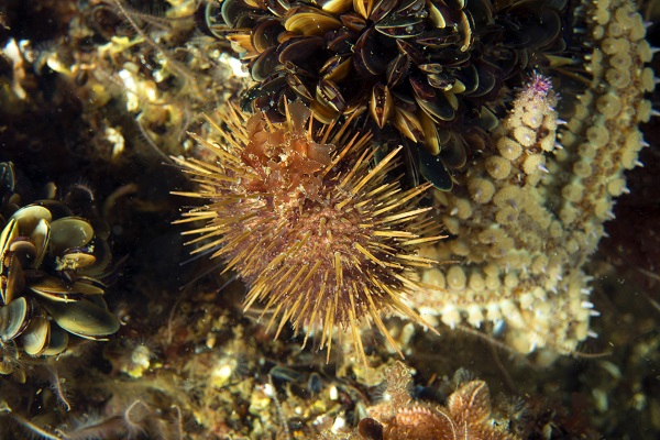 Foto - Deniz ekosisteminin en özel türü: Deniz kestaneleri