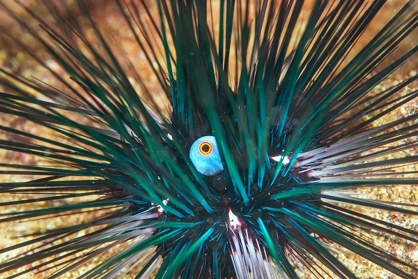 Foto - Deniz ekosisteminin en özel türü: Deniz kestaneleri