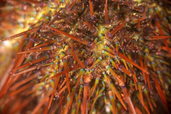 Foto - Deniz ekosisteminin en özel türü: Deniz kestaneleri