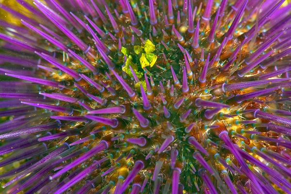 Foto - Deniz ekosisteminin en özel türü: Deniz kestaneleri