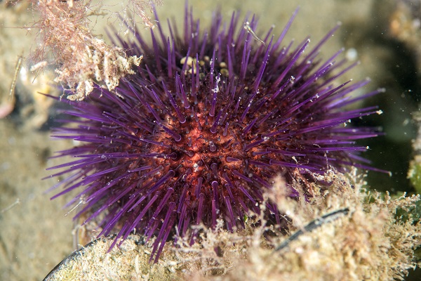 Foto - Deniz ekosisteminin en özel türü: Deniz kestaneleri