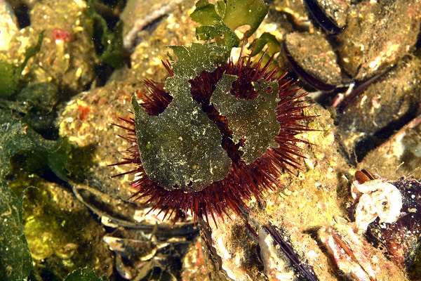 Foto - Deniz ekosisteminin en özel türü: Deniz kestaneleri
