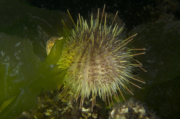 Foto - Deniz ekosisteminin en özel türü: Deniz kestaneleri