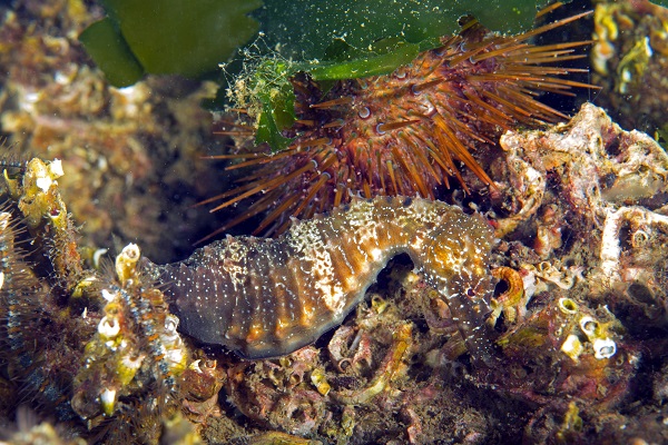 Foto - Deniz ekosisteminin en özel türü: Deniz kestaneleri