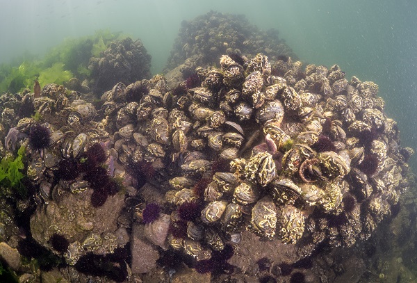 Foto - Deniz ekosisteminin en özel türü: Deniz kestaneleri