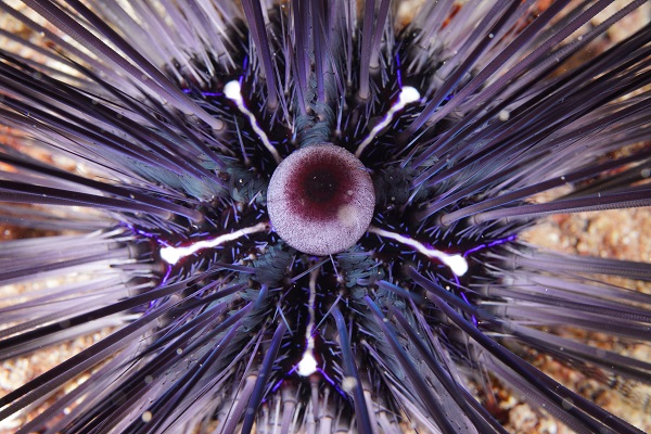 Foto - Deniz ekosisteminin en özel türü: Deniz kestaneleri