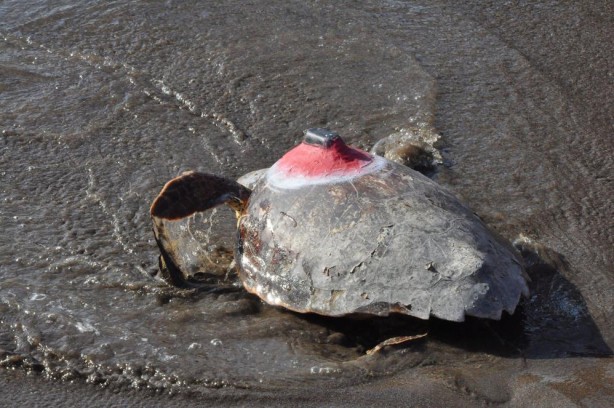 Foto - Deniz kaplumbağaları özgürlüğe kulaç attı