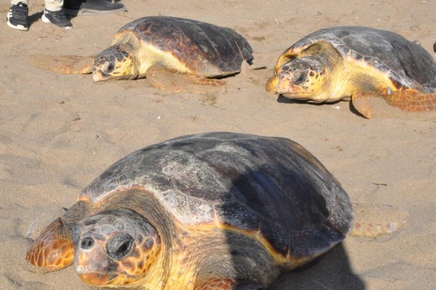 Foto - Deniz kaplumbağaları özgürlüğe kulaç attı