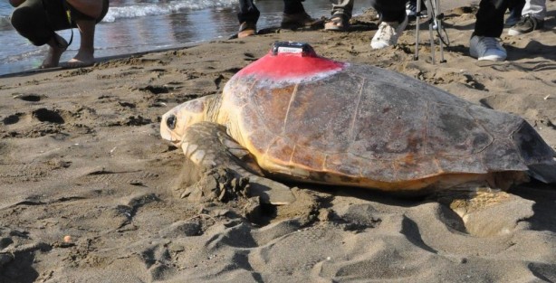 Foto - Deniz kaplumbağaları özgürlüğe kulaç attı