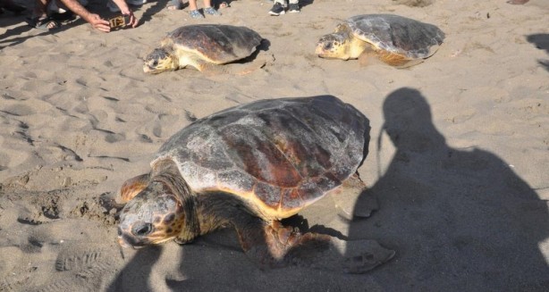 Foto - Deniz kaplumbağaları özgürlüğe kulaç attı