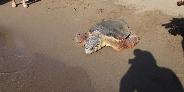 Deniz kaplumbağaları özgürlüğe kulaç attı