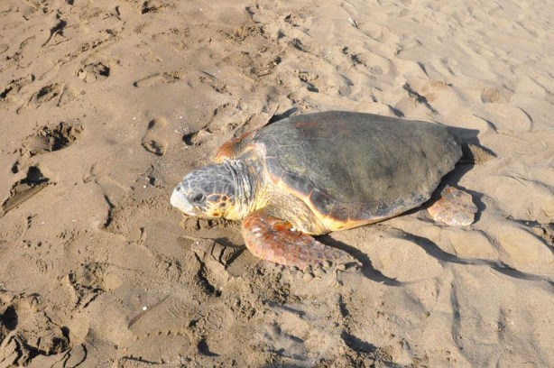 Foto - Deniz kaplumbağaları özgürlüğe kulaç attı